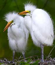 Kumarakom Bird Sanctuary - Migratory birds, including Siberian stork and local birds such as Egret, Teal, Water duck, and Cuckoo, are the major fascination here. 